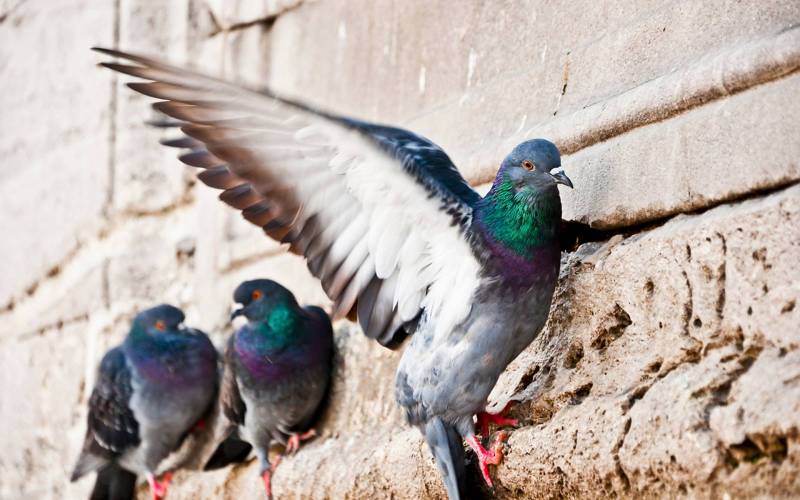 Lutte contre les pigeons à Bordeaux